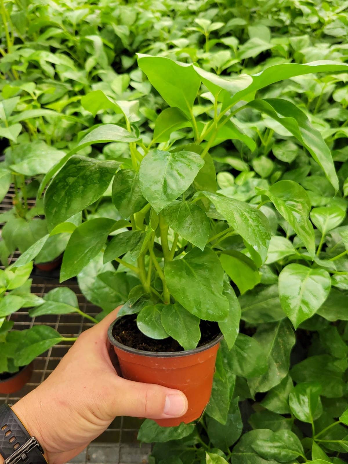 6" Schefflera Amate .... Limited Find ........